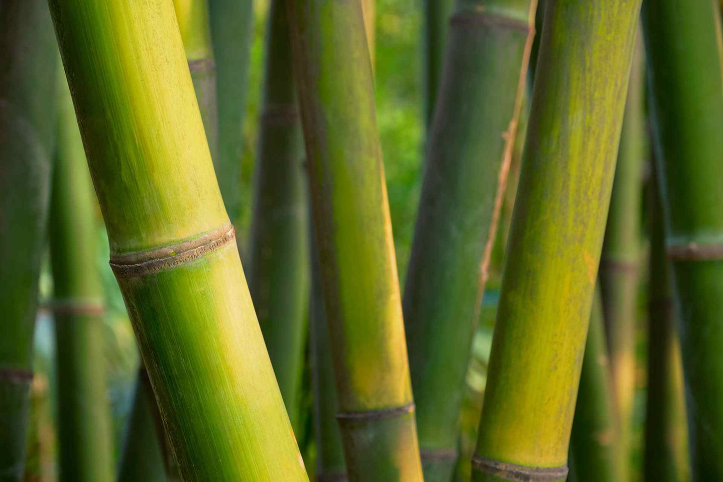 sonnenbrille herren holz sonnenbrille bambus holzsonnenbrille