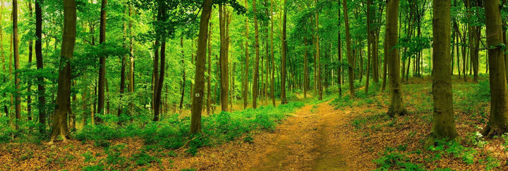 Mit glozzi Bäume für die Welt pflanzen! Neue Kooperation mit Eden Reforestation Projects | glozzi